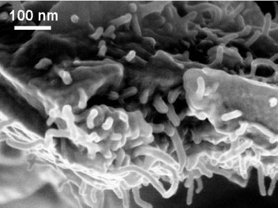 Epoxy Resin modified by CRT nanofillers - SEM image